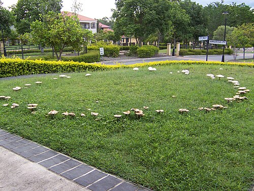 Brisbane fairy ring