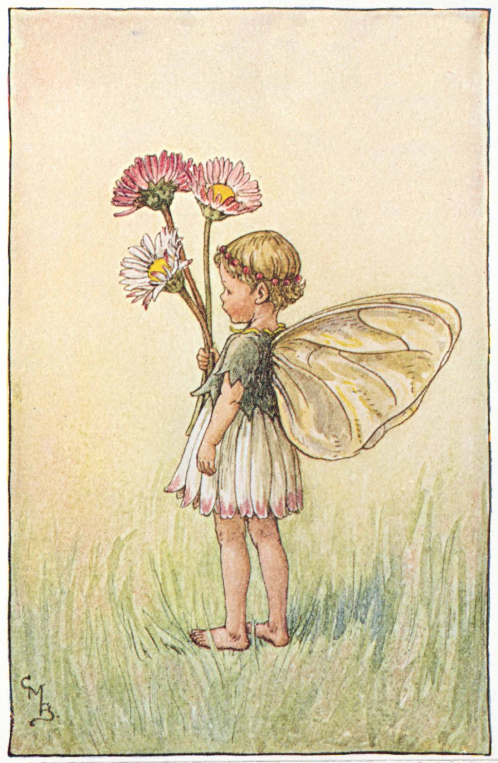 The Daisy Fairy
