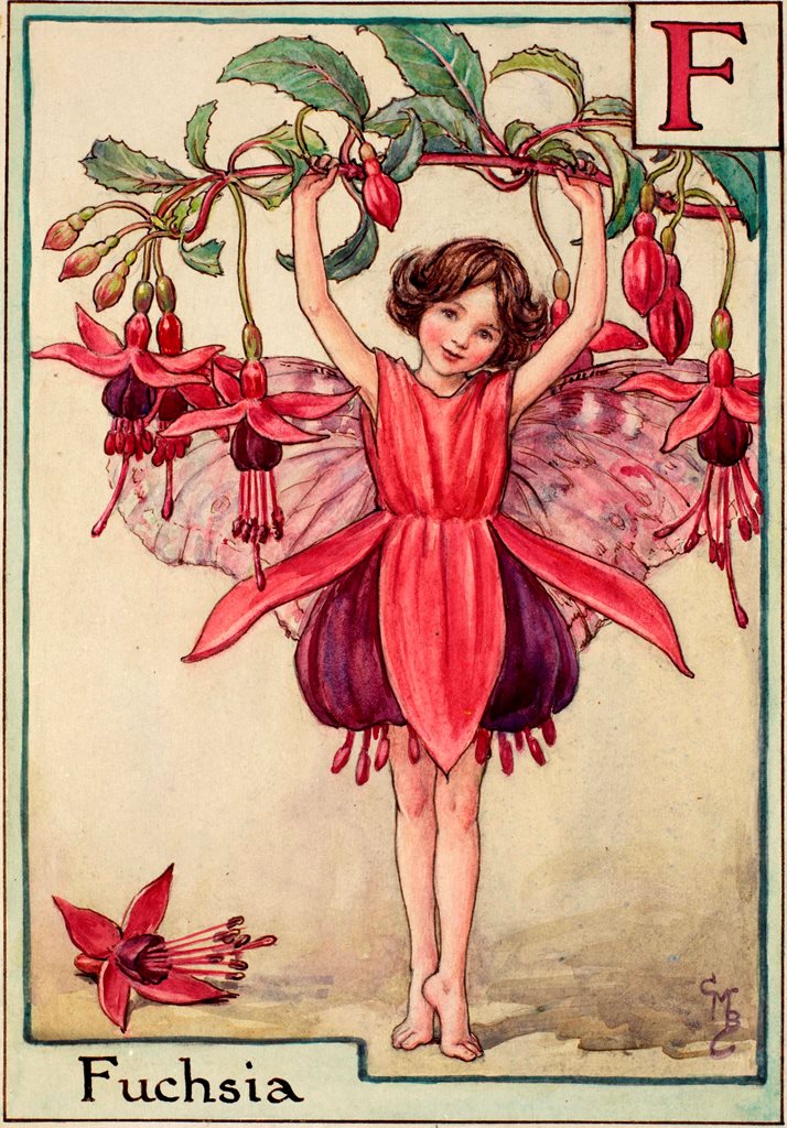 Fuchsia Fairy