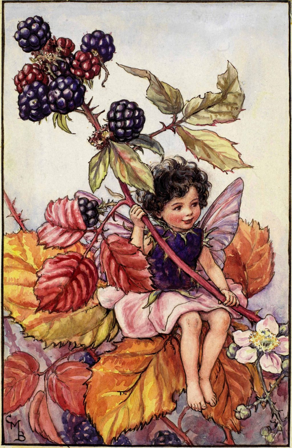 The Blackberry Fairy
