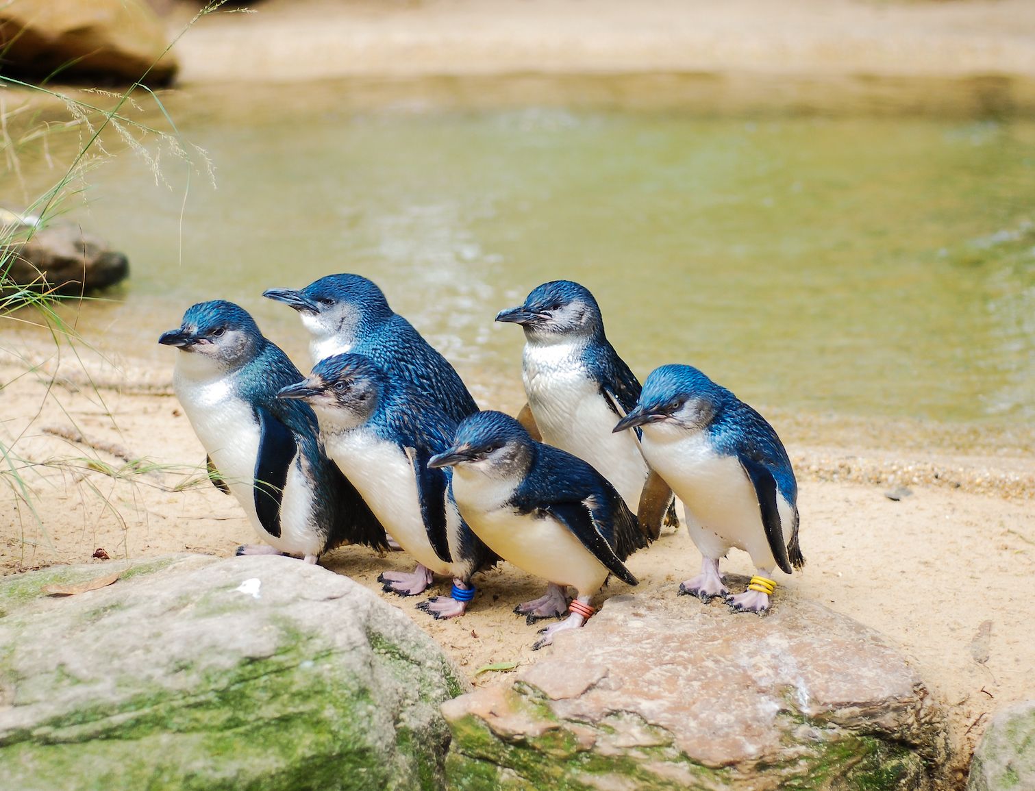 Fairy Penguins