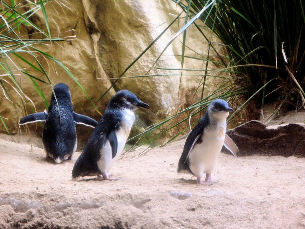 Fairy Penguins