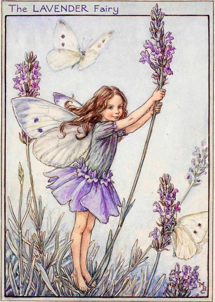 lavender fairy