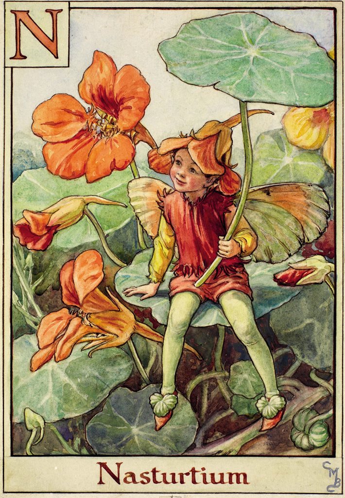 Nasturtium Fairy