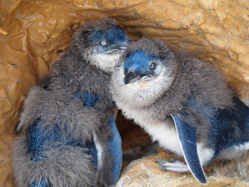 Penguin Cuddles