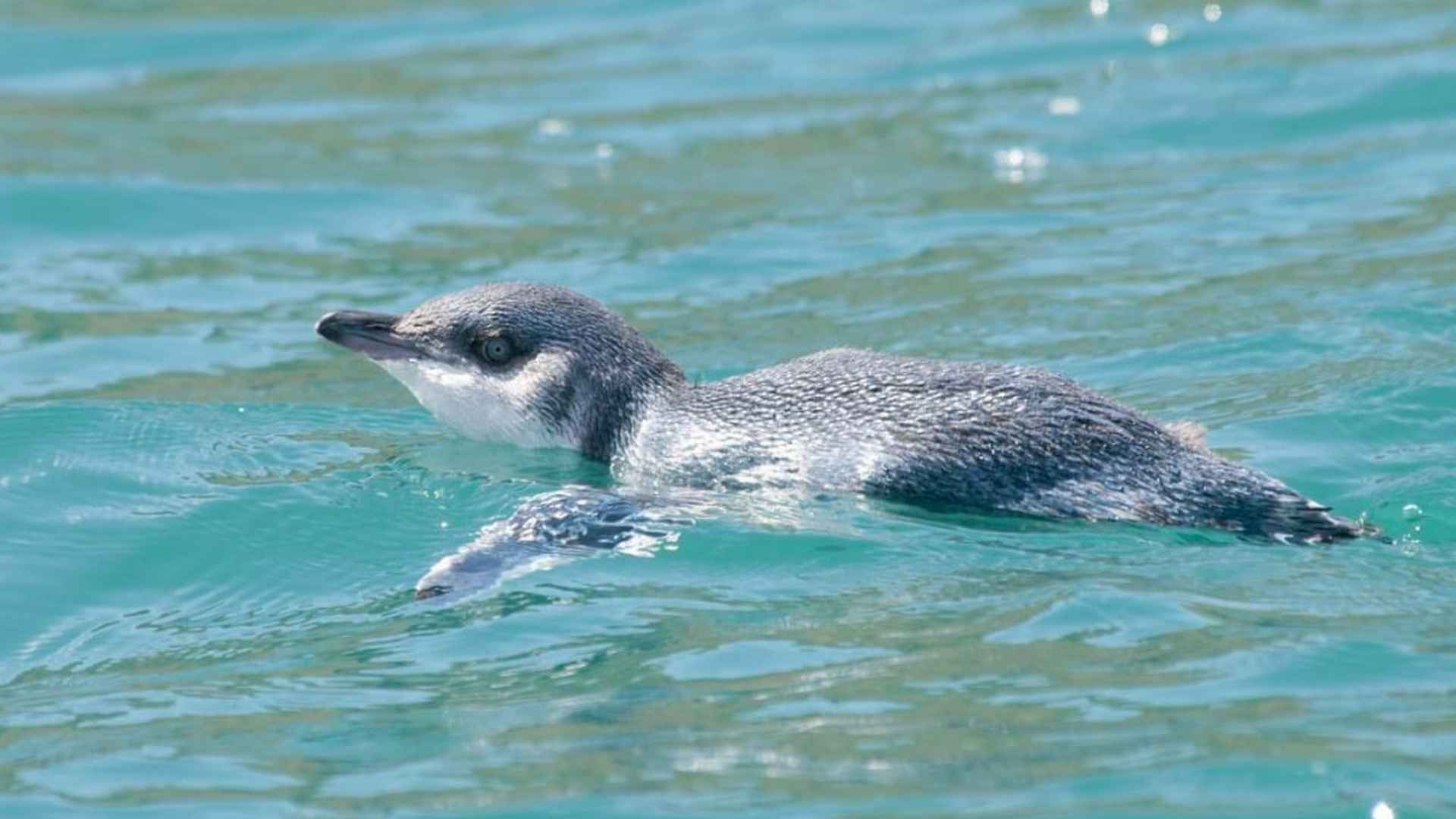 a penguin swimming