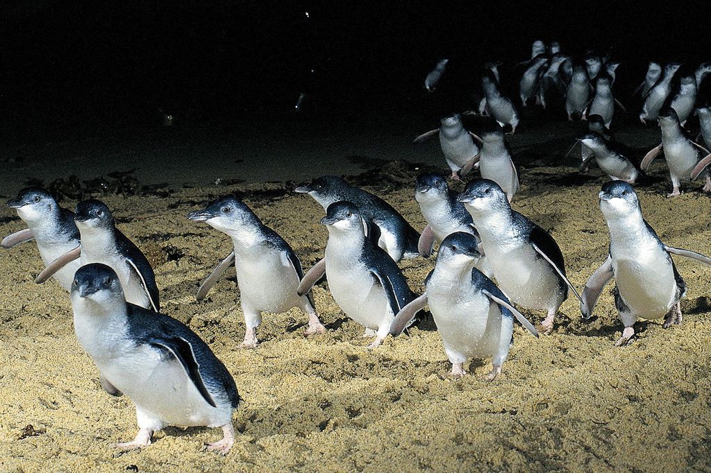 penguins at night