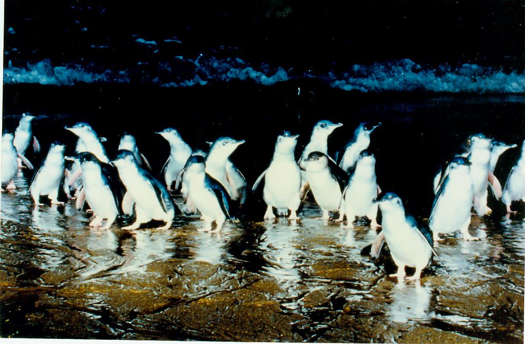 Phillip Island Penguins
