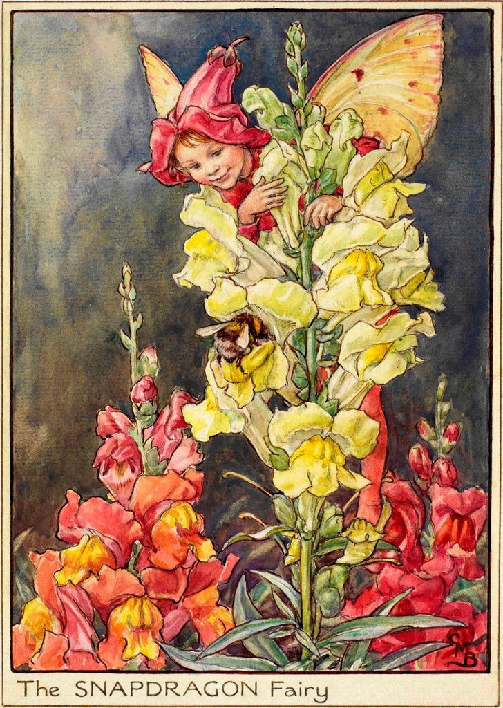 The Snapdragon Fairy