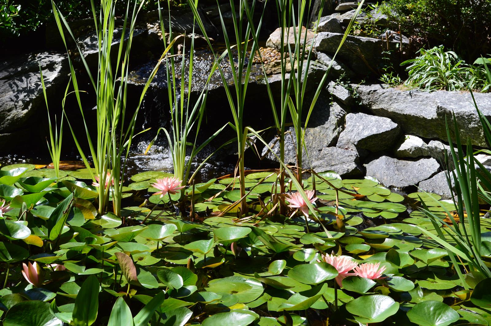 Fairy Pond