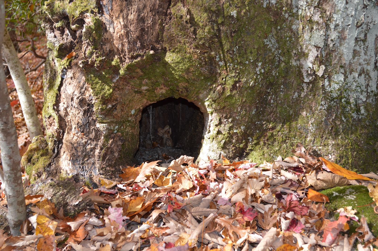 Fairy cave
