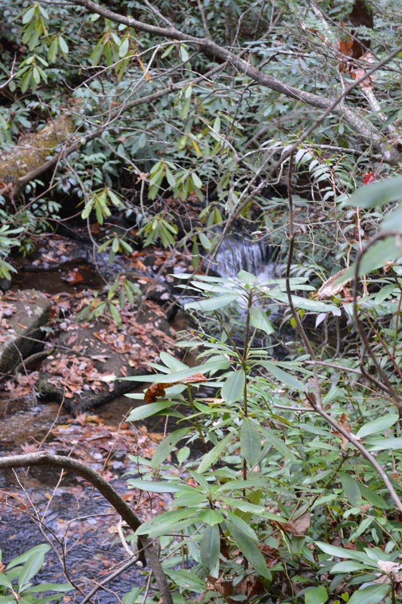 Fairy Waterfall