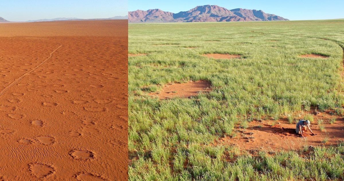 Fairy circles in Namibia