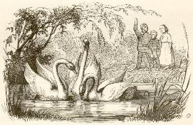 A pencil drawing depicting two swans
