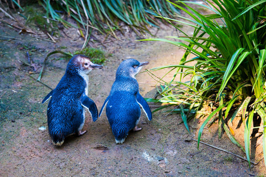 fairy penguins
