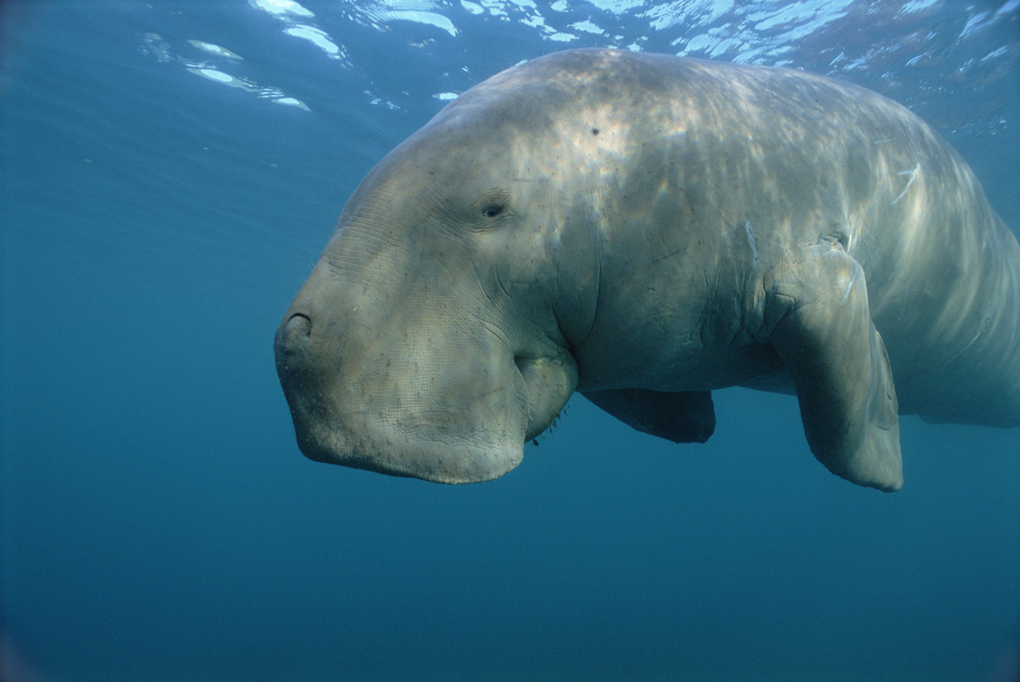An underwater photo of a grey dugong