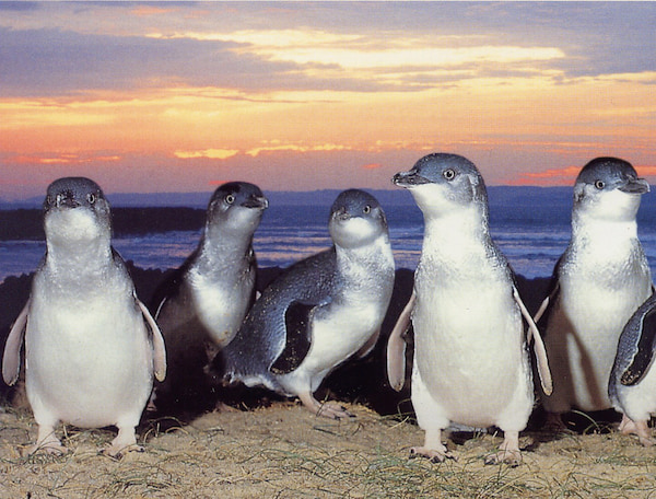 fairy penguins
