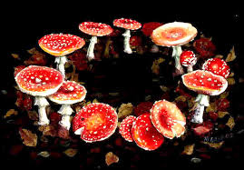A mushroom fairy ring