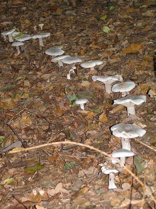 Mushrooms in a fairy ring