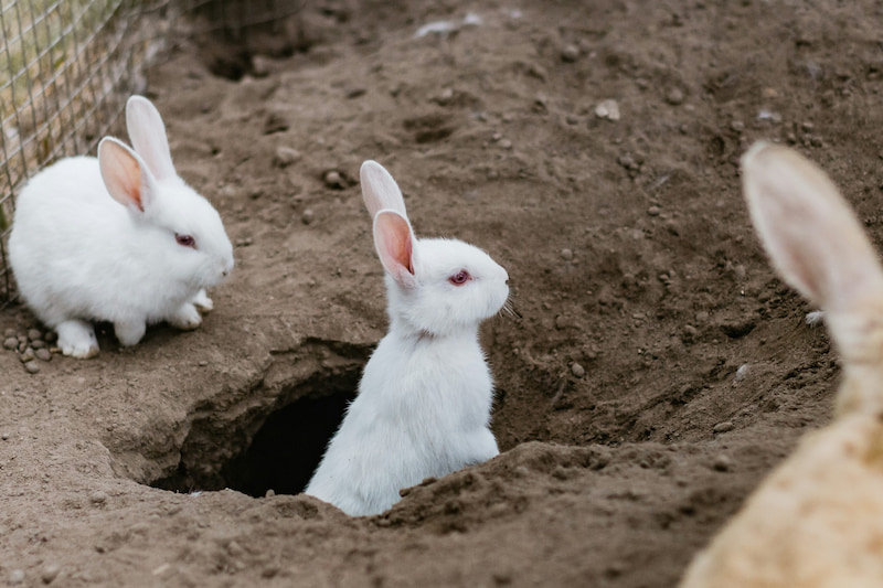 rabbits and a rabbit hole